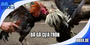 Đá Gà Cựa Tròn - Hướng Dẫn Xem Và Cá Cược Tại 88XX