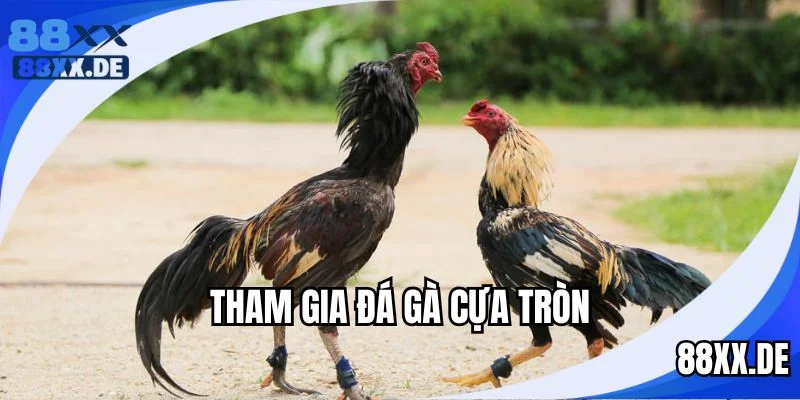 Hướng dẫn tham gia đá gà cựa tròn