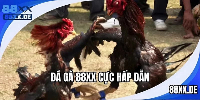 Tổng quan thông tin về Đá gà 88XX