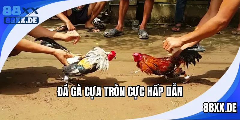 Vắn tắt về đá gà cựa tròn